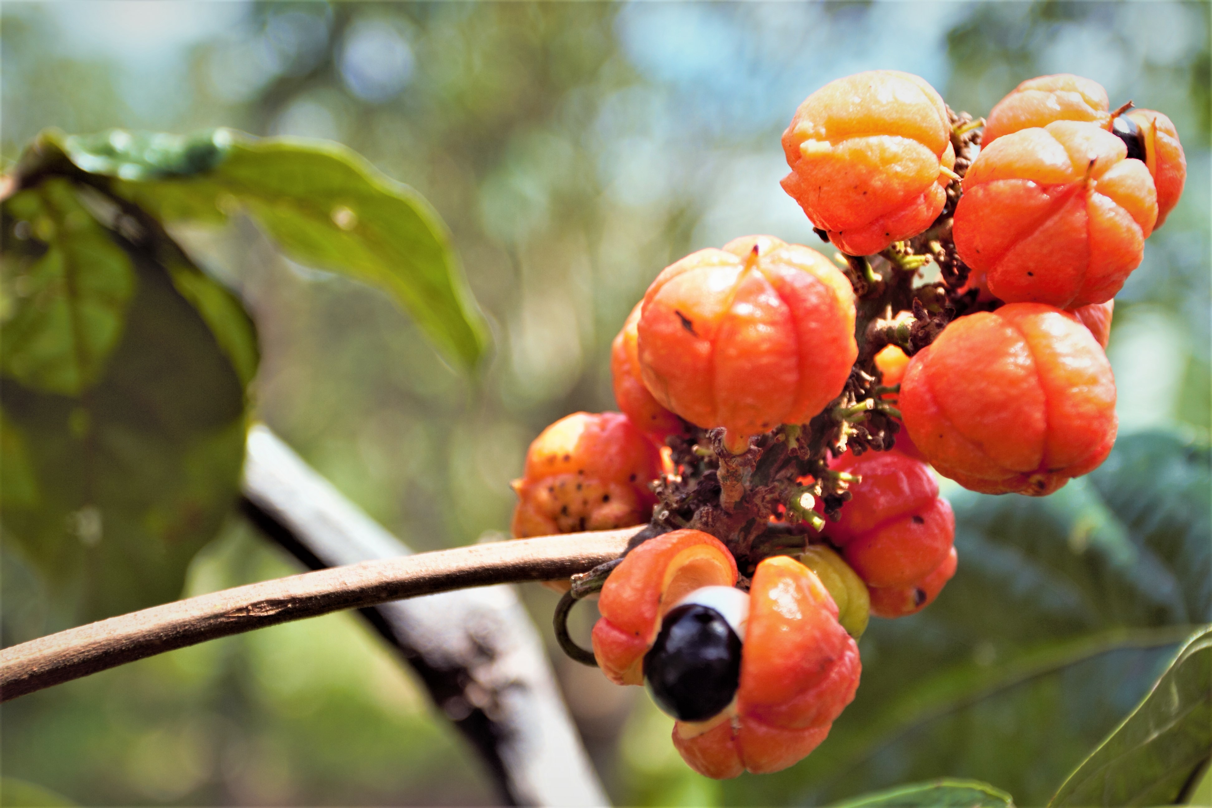 Guarana Pflanze